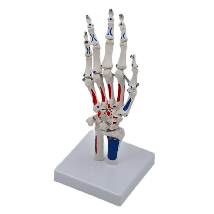 Hand Skeleton Model Medicals Model PVC Skeletal Hand Model Showing Ulna and Radius Teaching Model for Medicals Study 1
Hand Skeleton Model Medicals Model PVC Skeletal Hand Model Showing Ulna and Radius Teaching Model for Medicals Study 1