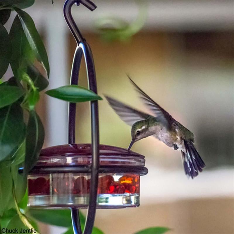 Hummble Slim Hummingbird Feeder Metal Hummingbird Feeder Hanging Metal Hummingbird Feeder Round Hummingbird Feeder красный
Hummble Slim Hummingbird Feeder Metal Hummingbird Feeder Hanging Metal Hummingbird Feeder Round Hummingbird Feeder красный