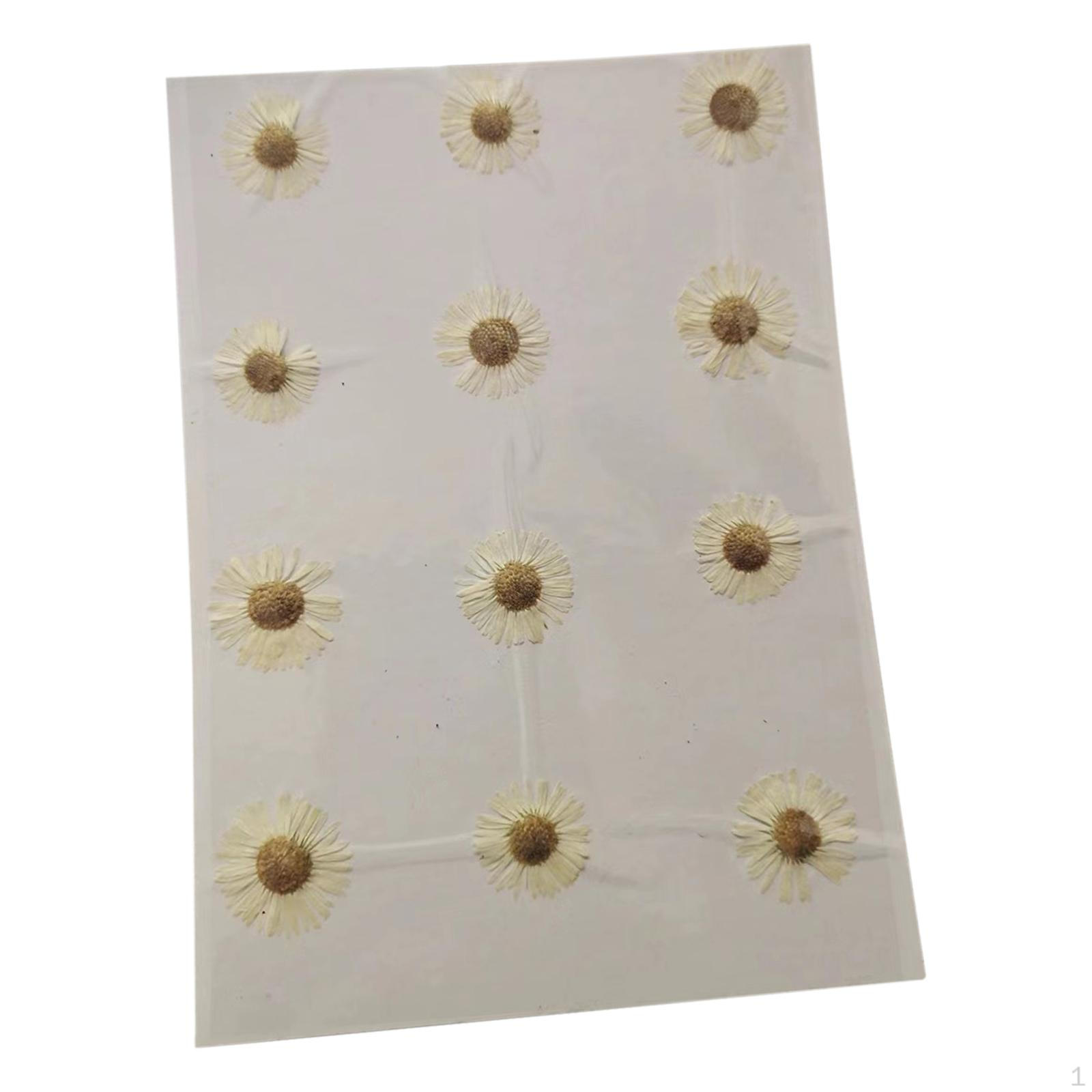 12 Pcs Dried Pressed Flowers DIY Art Craft Photography Props for Phone Case белый
12 Pcs Dried Pressed Flowers DIY Art Craft Photography Props for Phone Case белый