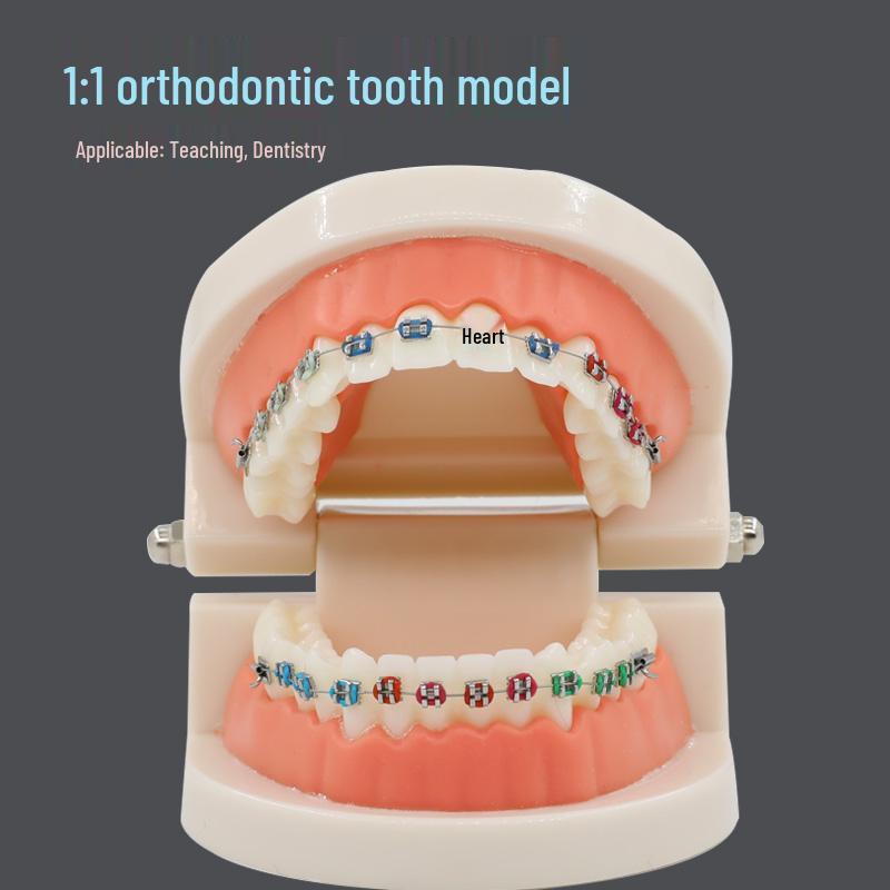 Children s Dental Education Tooth Model for Kindergarten
Children s Dental Education Tooth Model for Kindergarten