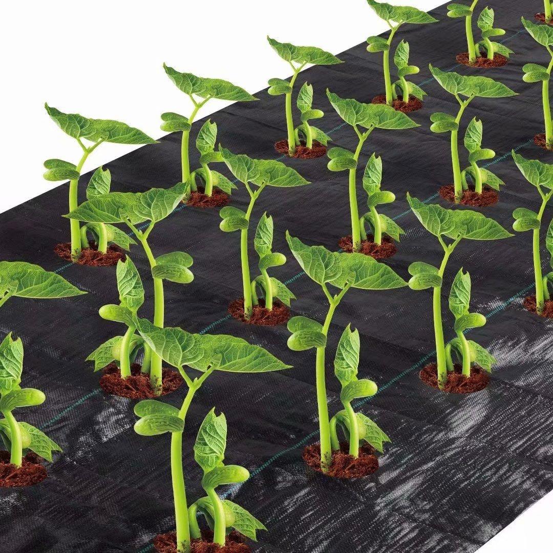 3 фута. x 12 футов. 3,0 унции. Easy-Plant Блокатор сорняков для приподнятой грядки, уличного сада, коврики от сорняков, садовый коврик, посадочное отверстие 4 дюйма. Dia United States
3 фута. x 12 футов. 3,0 унции. Easy-Plant Блокатор сорняков для приподнятой грядки, уличного сада, коврики от сорняков, садовый коврик, посадочное отверстие 4 дюйма. Dia United States