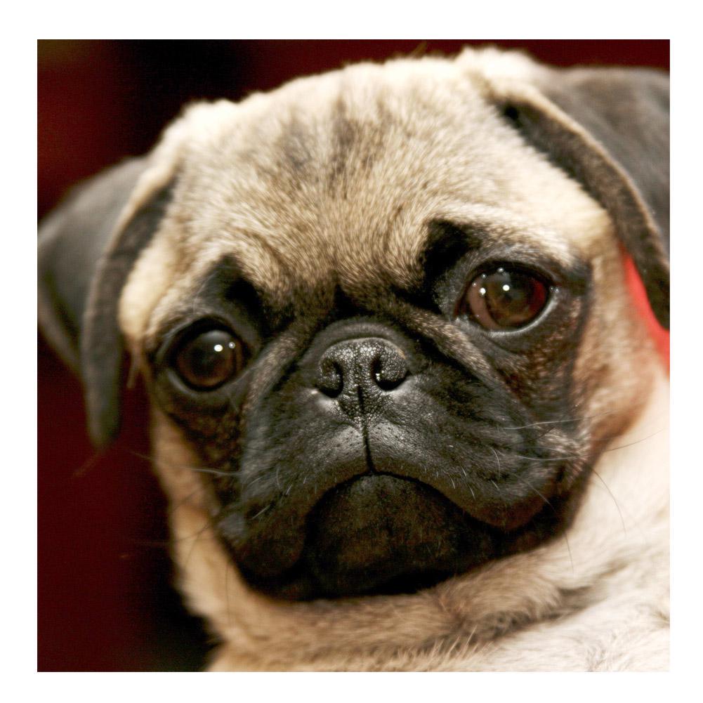 ЗООЯ DIY 3D Алмазная картина животное собака вышивка крестиком домашний декор
ЗООЯ DIY 3D Алмазная картина животное собака вышивка крестиком домашний декор