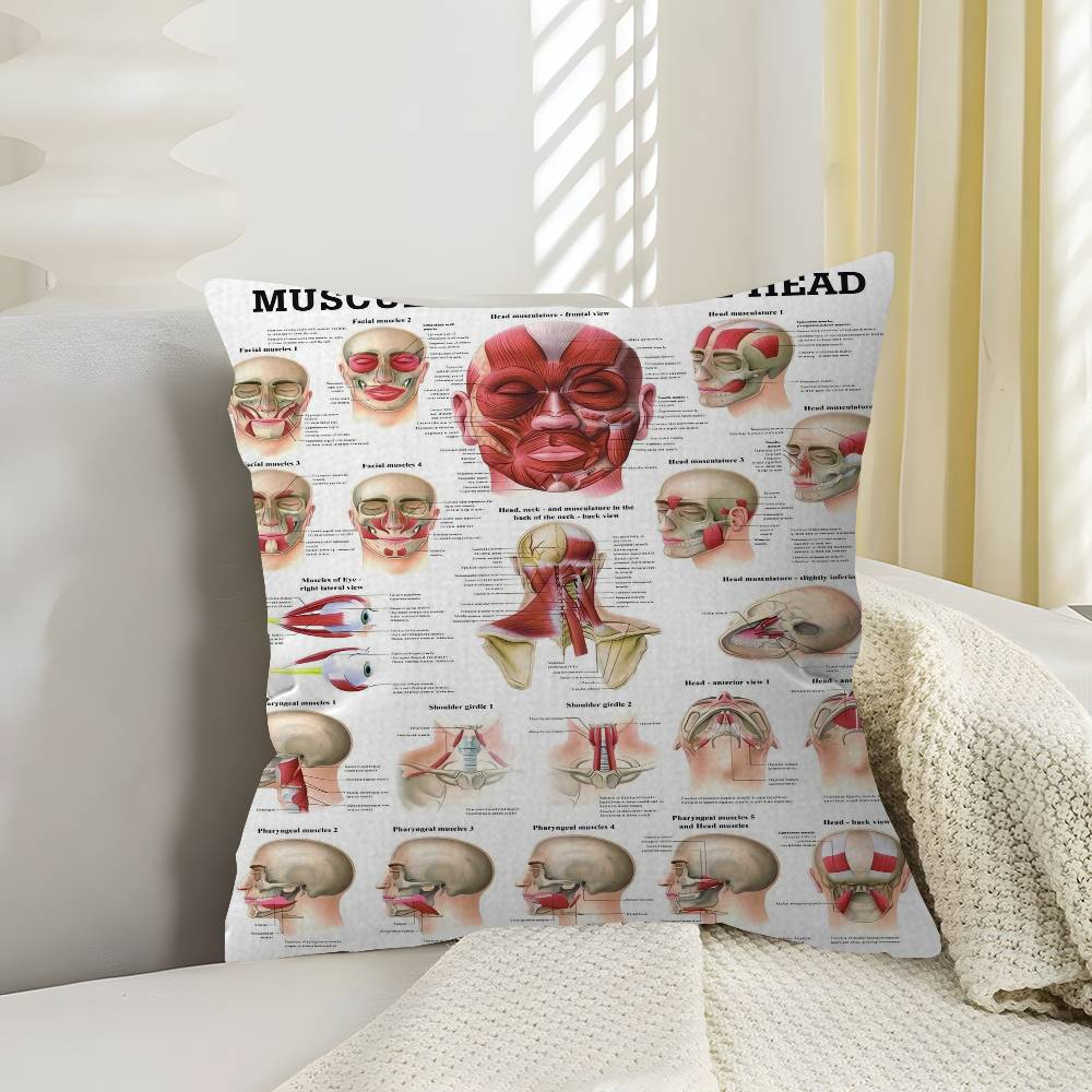 Anatomy The Neck Muscles Head Face Muscles Overview Art Medical Pillow Cover for Bedroom Room and Living Room Sofa Decorative 30x30 cm
Anatomy The Neck Muscles Head Face Muscles Overview Art Medical Pillow Cover for Bedroom Room and Living Room Sofa Decorative 30x30 cm