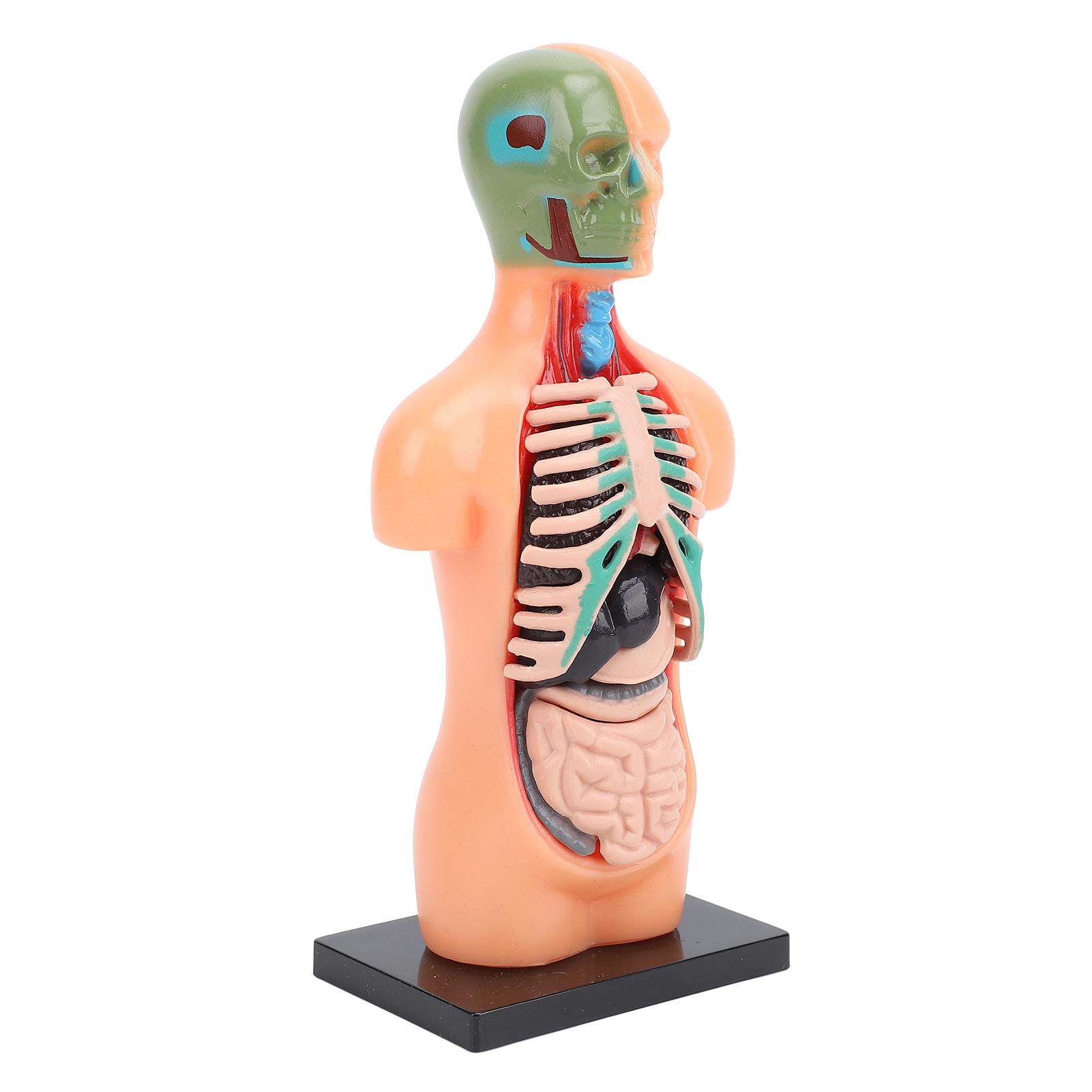 Human Body Model Skeleton Structure Educational Anatomy and Physiology Study Tools for Students Learning
Human Body Model Skeleton Structure Educational Anatomy and Physiology Study Tools for Students Learning