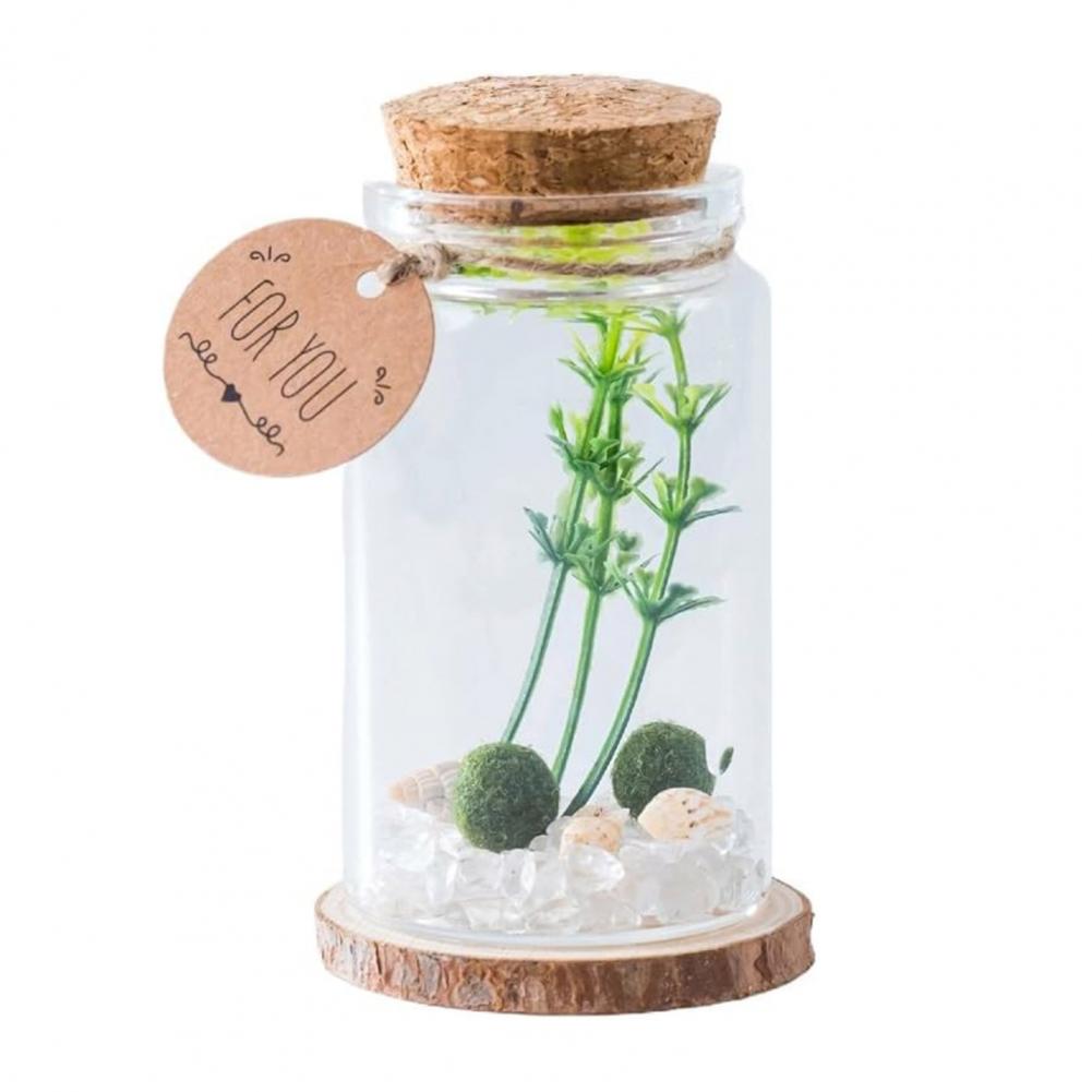 Micro Landscape Ecological Glass Bottle Terrarium Cylindrical Glass Terrarium Kit with Moss Balls Artificial Plant for Home
Micro Landscape Ecological Glass Bottle Terrarium Cylindrical Glass Terrarium Kit with Moss Balls Artificial Plant for Home