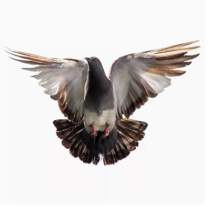 Peace Dove Wall Stickers for Living Room Bedroom Bathroom Vinyl Decals Scratch-Proof Home Decoration Animal Wall Accessories (as the picture,15CM)
Peace Dove Wall Stickers for Living Room Bedroom Bathroom Vinyl Decals Scratch-Proof Home Decoration Animal Wall Accessories (as the picture,15CM)