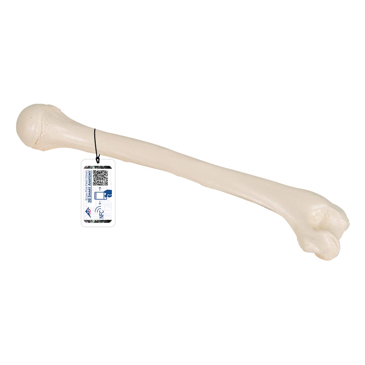 Life-size Humerus Model - Humerus Model - 3B Scientific
Life-size Humerus Model - Humerus Model - 3B Scientific