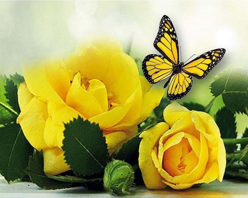 5D алмазний живопис Нові надходження Пейзаж Роза Стрази Алмазна вишивка Повний набір Квіти Алмазна мозаїка Декор стін Full Square 20X30CM темно-зелений колір
5D алмазний живопис Нові надходження Пейзаж Роза Стрази Алмазна вишивка Повний набір Квіти Алмазна мозаїка Декор стін Full Square 20X30CM темно-зелений колір