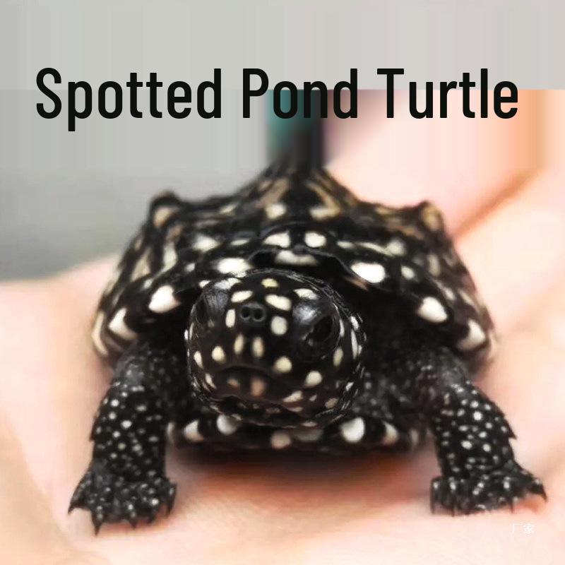 Starry Sky Spotted Turtle: Deep Cleaning Pet Turtle Not Needed - Single
Starry Sky Spotted Turtle: Deep Cleaning Pet Turtle Not Needed - Single
