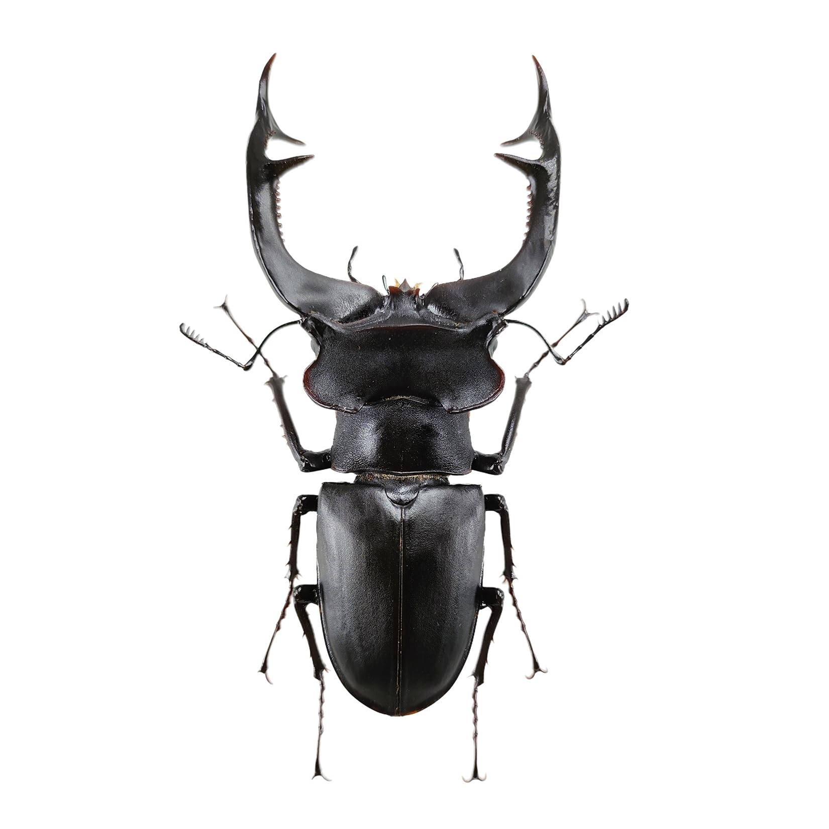 BACALYSO Nirvana European stag beetle figure Coleoptera Stalagidae stag beetle Refrigerator sticker Magnetic ornament Magnet Realistic Adult
BACALYSO Nirvana European stag beetle figure Coleoptera Stalagidae stag beetle Refrigerator sticker Magnetic ornament Magnet Realistic Adult