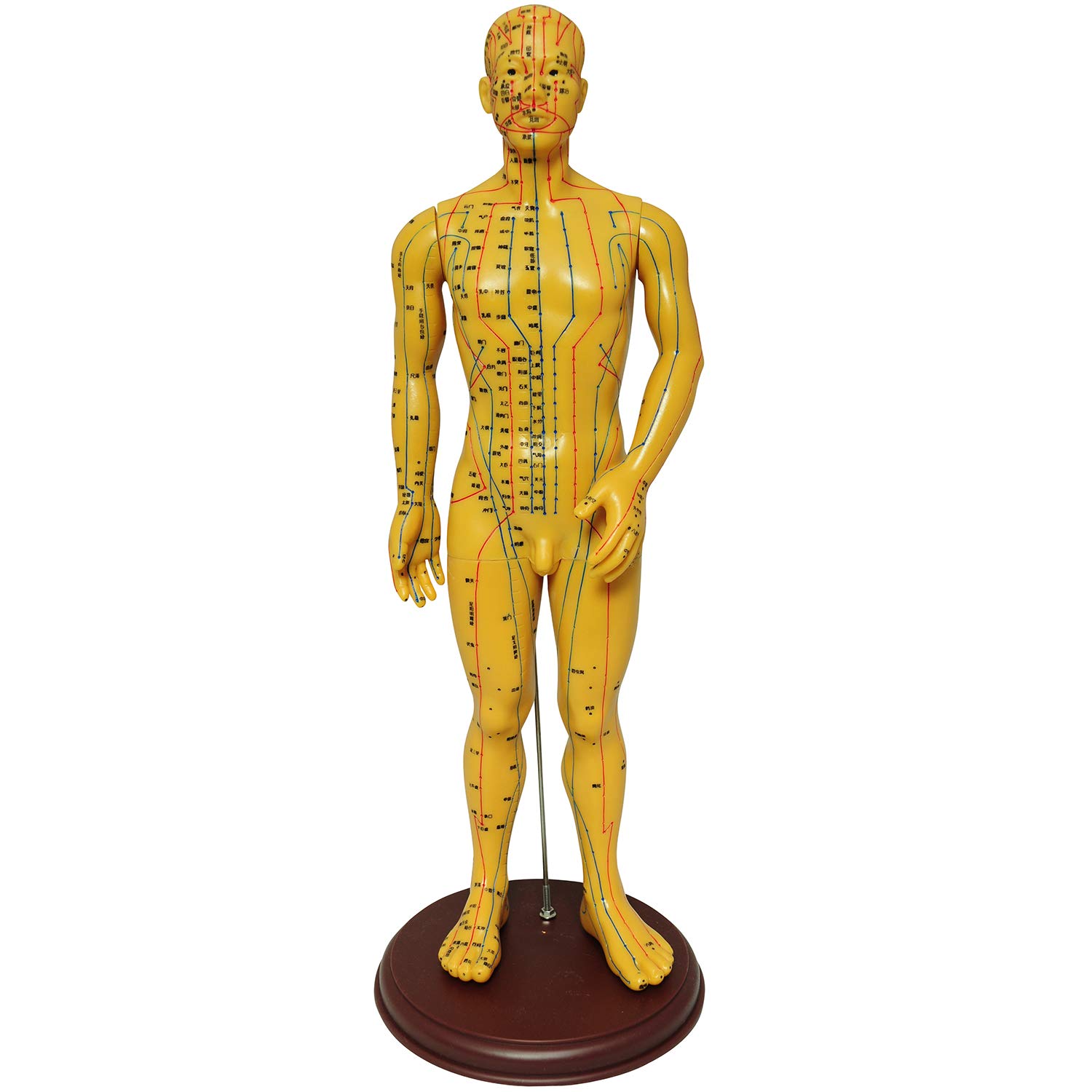 Monolife Human Body Acupuncture Point Meridian Хиропрактика для модели Hard Type, Acupoint, Model, Model, Massage, Learning, 52.5cm, Male,
Monolife Human Body Acupuncture Point Meridian Хиропрактика для модели Hard Type, Acupoint, Model, Model, Massage, Learning, 52.5cm, Male,