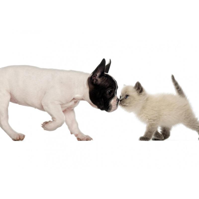 French Bulldog Pet Poster with Free Shipping - Decorative Framed Wall Art White card paper (non-adhesive) 30*42 cm
French Bulldog Pet Poster with Free Shipping - Decorative Framed Wall Art White card paper (non-adhesive) 30*42 cm