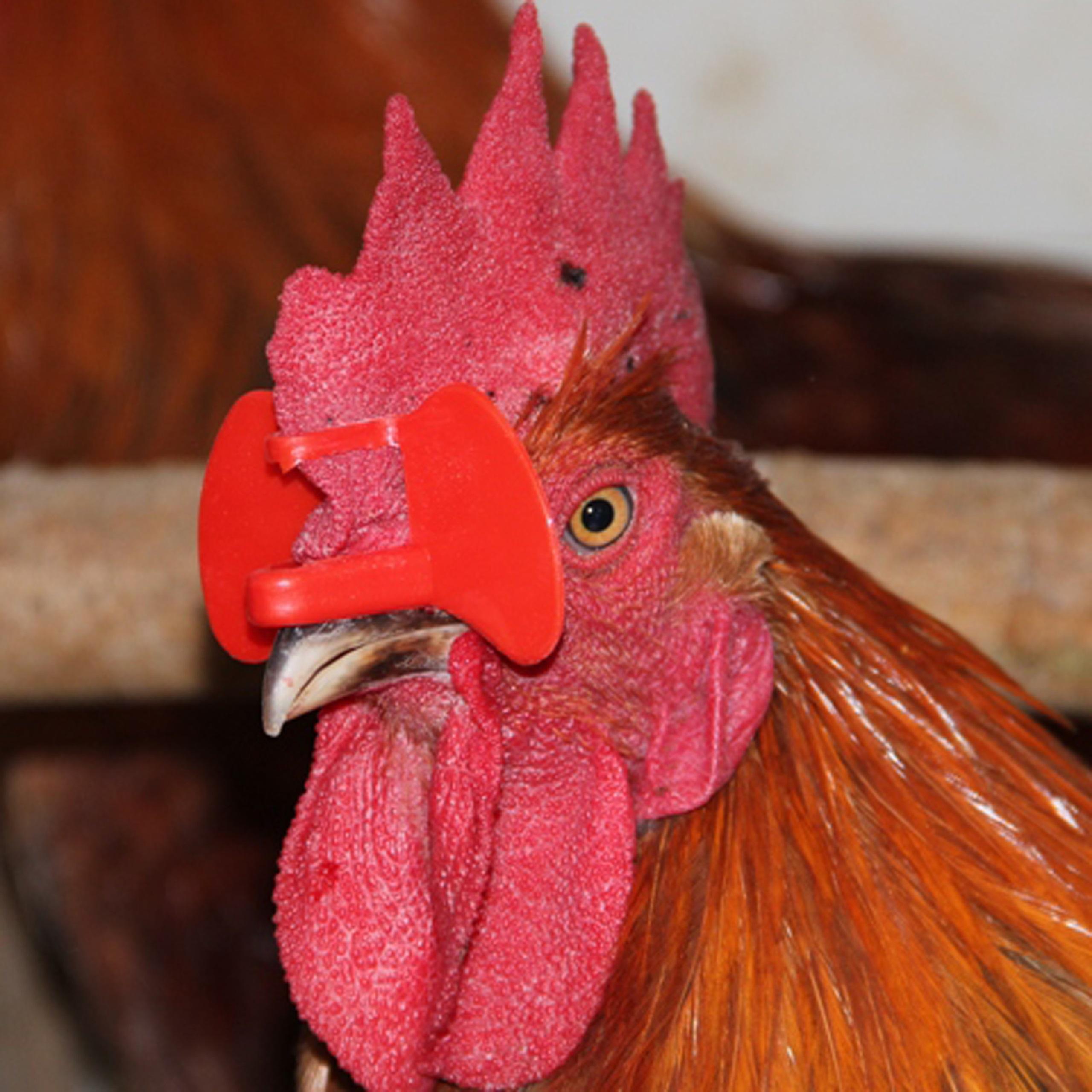Boltfree Chicken Glasses Needlefree Antipecking Glasses Chicken Farm Chicken Goggles Antipecking Breeding Tools 20/50/100Pcs 20 Pcs
Boltfree Chicken Glasses Needlefree Antipecking Glasses Chicken Farm Chicken Goggles Antipecking Breeding Tools 20/50/100Pcs 20 Pcs