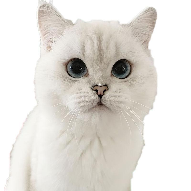 LYKX Милий кіт Перський кіт Бірман Бомбей Британська короткошерста Бірманська настінна наклейка для прикраси дому наклейка на автомобіль 30CM
LYKX Милий кіт Перський кіт Бірман Бомбей Британська короткошерста Бірманська настінна наклейка для прикраси дому наклейка на автомобіль 30CM