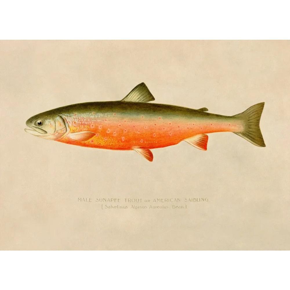 Creek Chub Silverside Minnow White Bass Fish Vintage Style Posters Prints Canvas Printing Wall Art Picture for Living Room Decor 21X30CMNo Framed
Creek Chub Silverside Minnow White Bass Fish Vintage Style Posters Prints Canvas Printing Wall Art Picture for Living Room Decor 21X30CMNo Framed