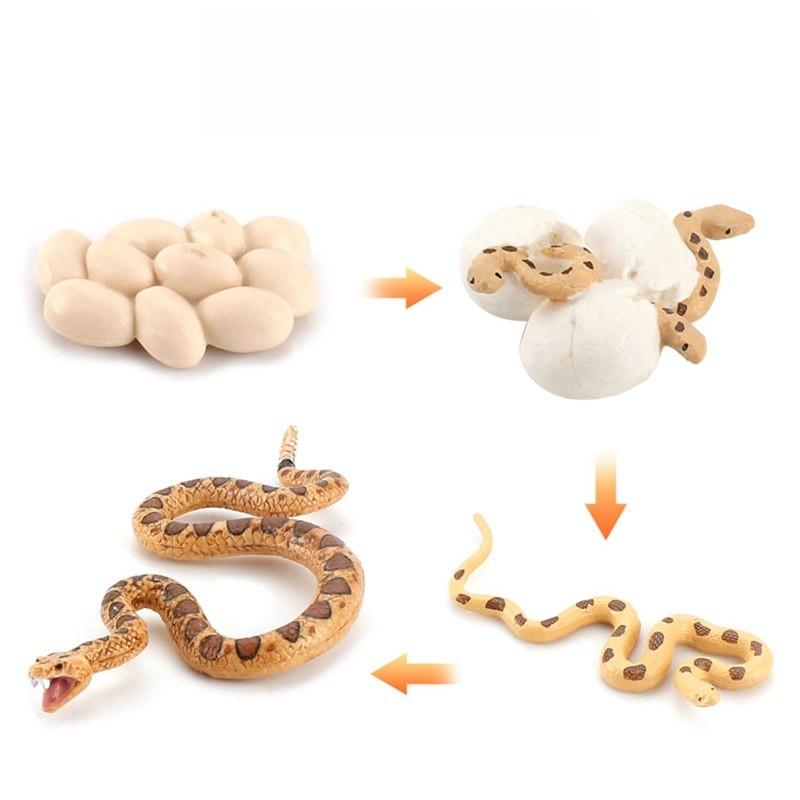 Реалістична ПВХ модель життєвого циклу змії для дітей, фігурка тварини для навчання Eryx
Реалістична ПВХ модель життєвого циклу змії для дітей, фігурка тварини для навчання Eryx