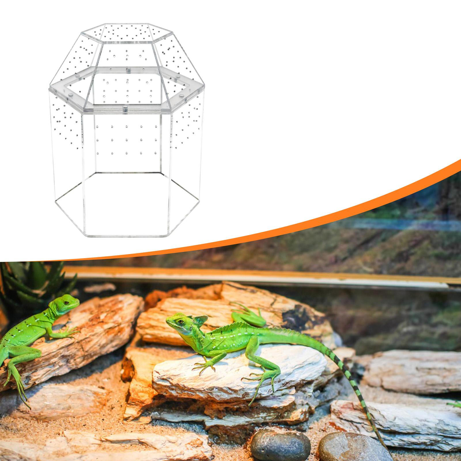 Reptile Terrarium Small Breeding Box Jumping Spiders Enclosure Clear Accessories Habitat
Reptile Terrarium Small Breeding Box Jumping Spiders Enclosure Clear Accessories Habitat