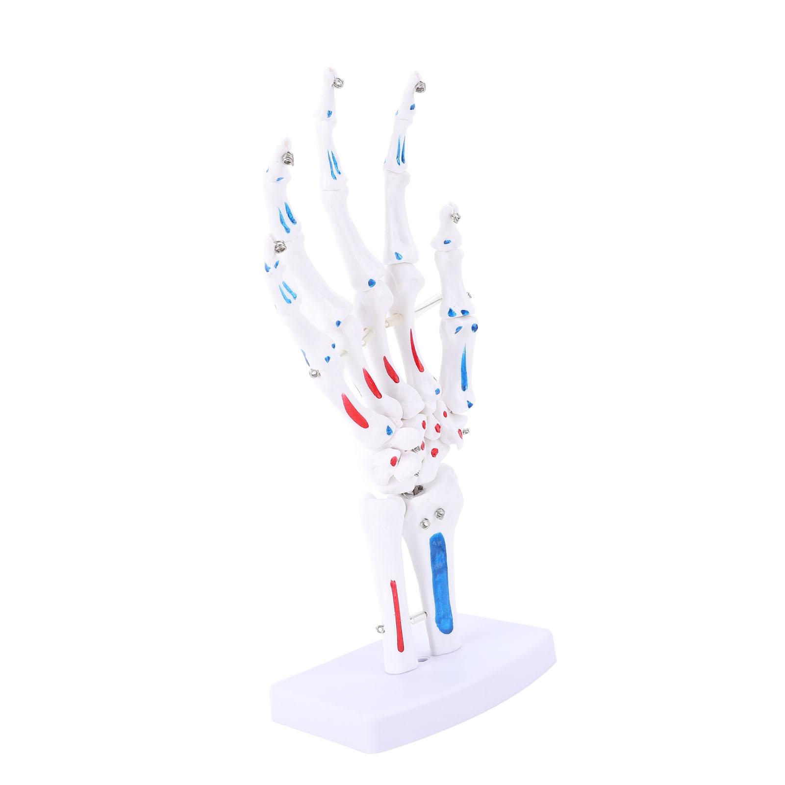 Hand Skeleton Model On Base Stand 1:1 Life Size Bendable Joint Muscle Colored PVC Human Finger Bone for Study Education Demonstration
Hand Skeleton Model On Base Stand 1:1 Life Size Bendable Joint Muscle Colored PVC Human Finger Bone for Study Education Demonstration