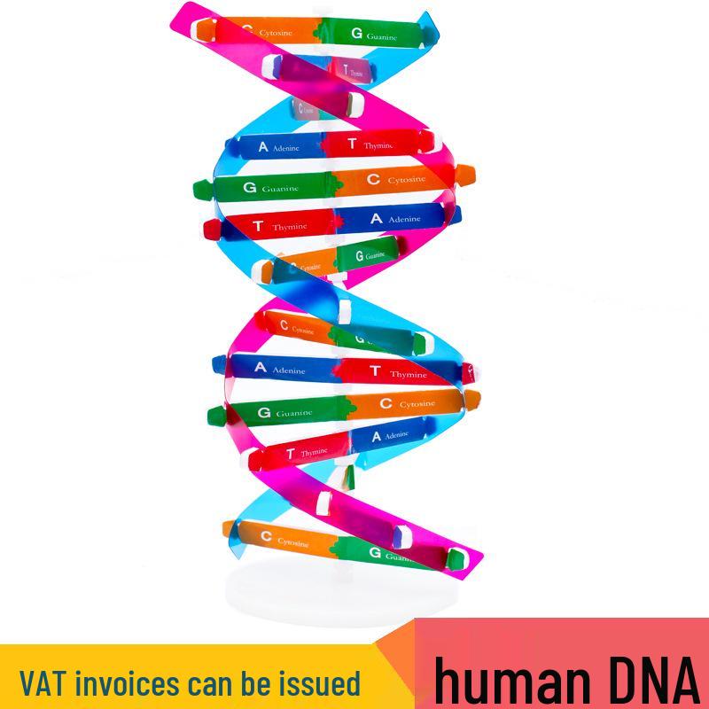 STEM DIY DNA Model: Double Helix Teaching Aid for Student Science Experiments
STEM DIY DNA Model: Double Helix Teaching Aid for Student Science Experiments