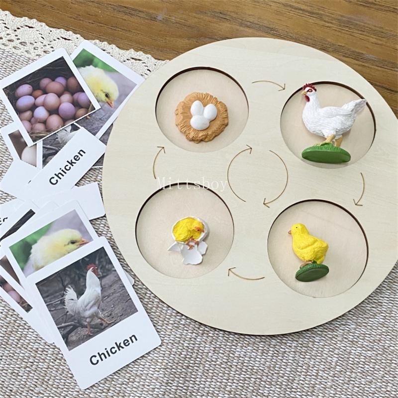 Montessori life cycle le cycle de vie English Placa De Video Frog Butterfly Seeds Cyclus Bij Ant teaching aids Educationals Toys
Montessori life cycle le cycle de vie English Placa De Video Frog Butterfly Seeds Cyclus Bij Ant teaching aids Educationals Toys
