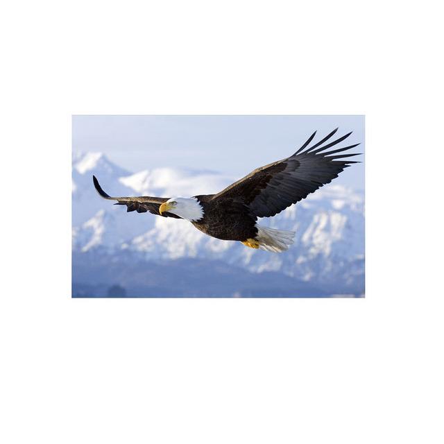 Картина на холсте с изображением орла, постеры и принты, настенные художественные картины для гостиной, птицы, животного, домашний декор, декоративные куадросы, без рамки 30x40cm No Frame
Картина на холсте с изображением орла, постеры и принты, настенные художественные картины для гостиной, птицы, животного, домашний декор, декоративные куадросы, без рамки 30x40cm No Frame