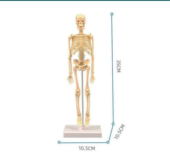 3D Модель Торса Человеческого Тела Для Ребенка, Анатомия, Скелет, Съемный, Симуляция, Орган И Скелет, Разборные Модели Тела Костей Новые
3D Модель Торса Человеческого Тела Для Ребенка, Анатомия, Скелет, Съемный, Симуляция, Орган И Скелет, Разборные Модели Тела Костей Новые