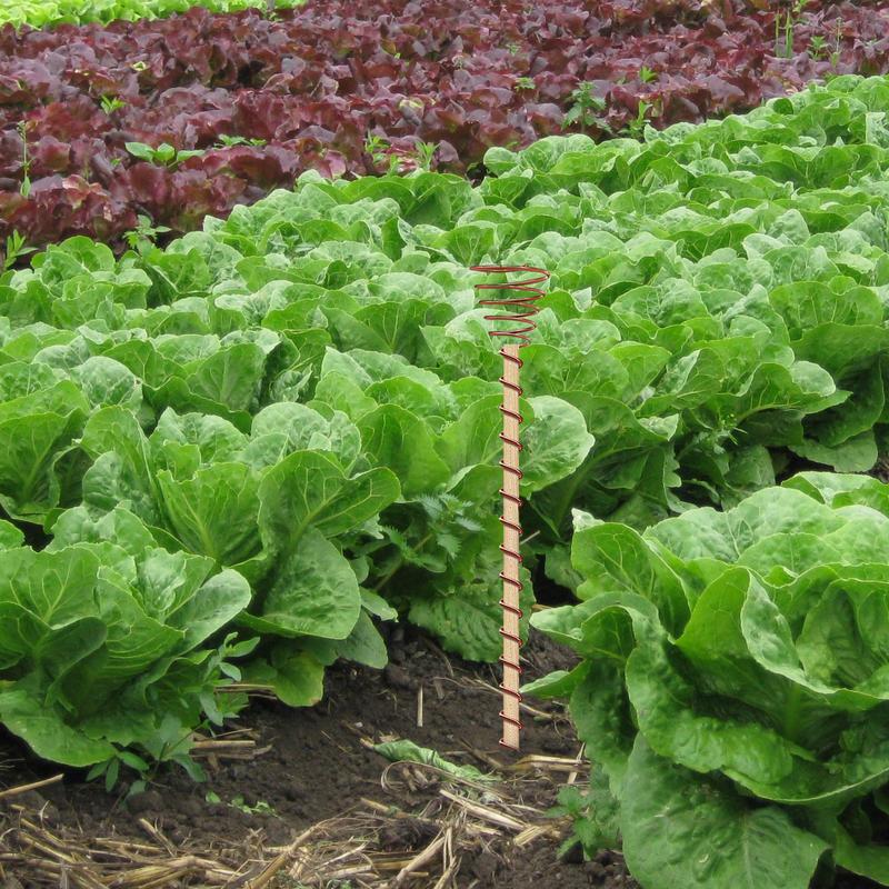 Electroculture Plant Stakes 6PCS 12Inch Electroculture Copper Coil Antennas Electroculture Gardening Stakes for Plants Fruits CN
Electroculture Plant Stakes 6PCS 12Inch Electroculture Copper Coil Antennas Electroculture Gardening Stakes for Plants Fruits CN