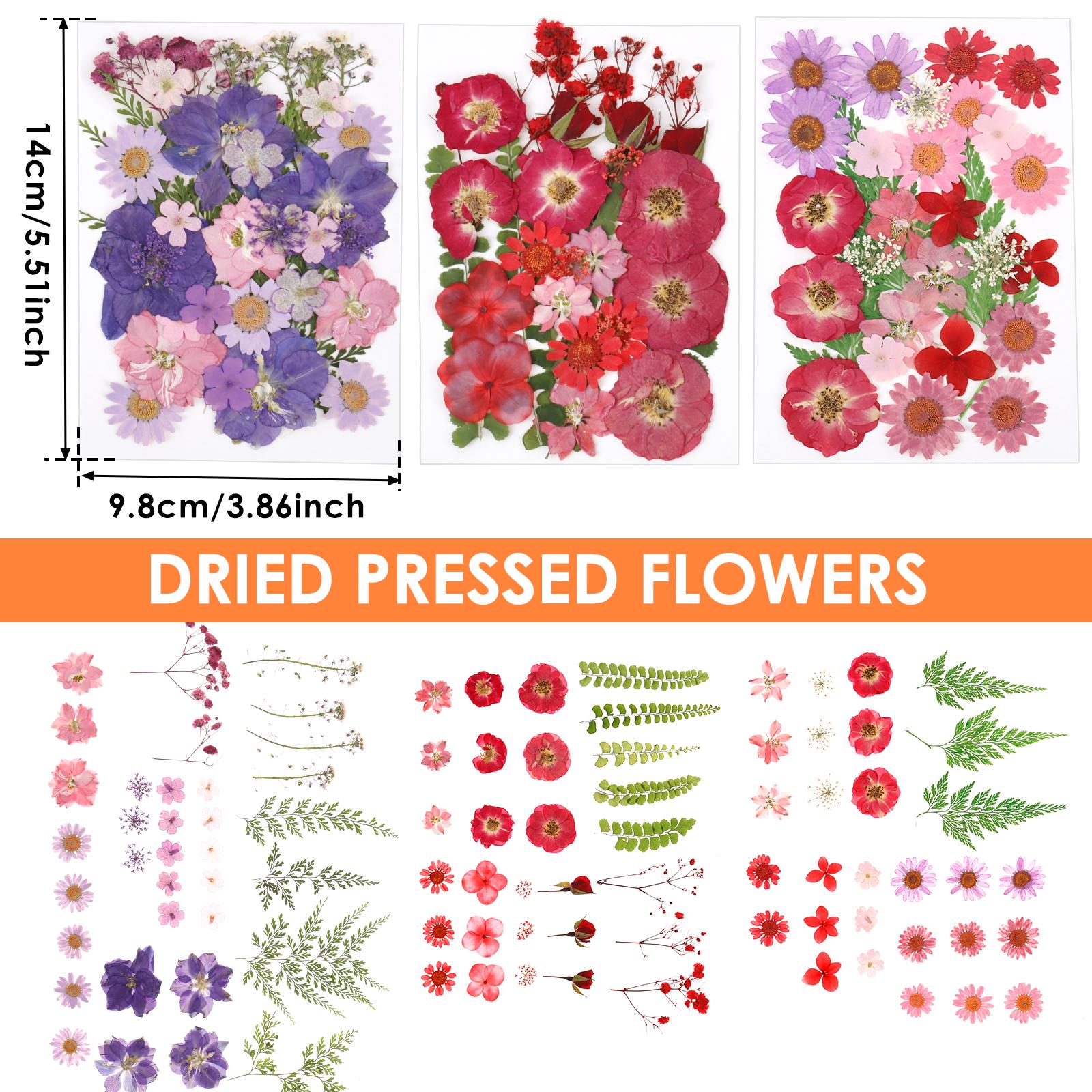 104Pcs Pressed Dried Flowers Set Real Natural Pressing Floral Leaves DIY Multipurpose Real Pressed Flowers Dry Leaves Kit
104Pcs Pressed Dried Flowers Set Real Natural Pressing Floral Leaves DIY Multipurpose Real Pressed Flowers Dry Leaves Kit