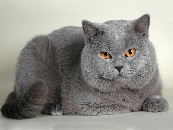 Полная площадь Алмазная картина Кошка 5D DIY Алмазная вышивка Распродажа Животные Набор для вышивки крестом Украшение стен Искусство Full Round 20x25CM
Полная площадь Алмазная картина Кошка 5D DIY Алмазная вышивка Распродажа Животные Набор для вышивки крестом Украшение стен Искусство Full Round 20x25CM