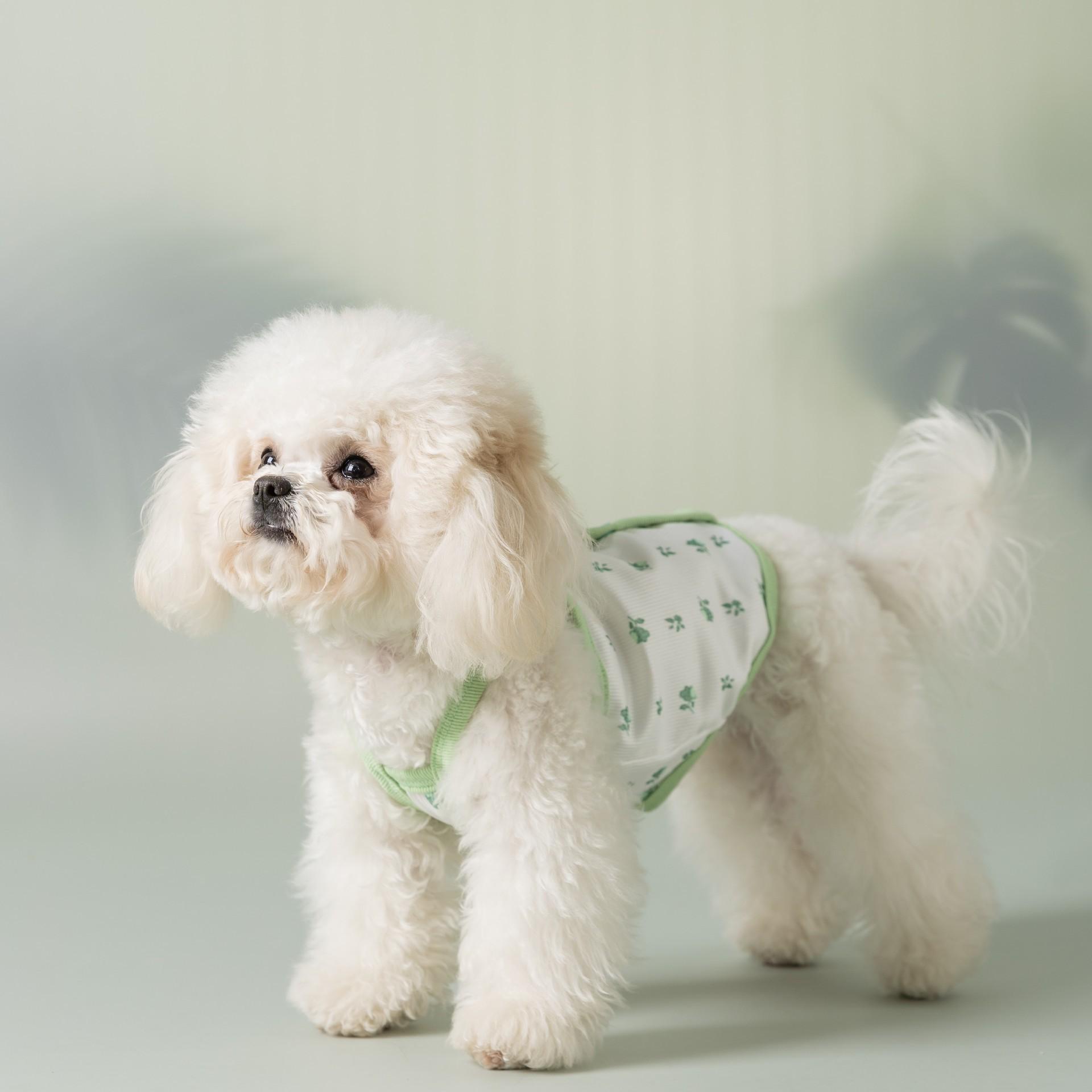 Spring and summer dog clothes fresh small floral suspenders ins wind simple cat clothes small dog pet clothes XXL (recommended weight 15-10kg) бонді синього кольору
Spring and summer dog clothes fresh small floral suspenders ins wind simple cat clothes small dog pet clothes XXL (recommended weight 15-10kg) бонді синього кольору