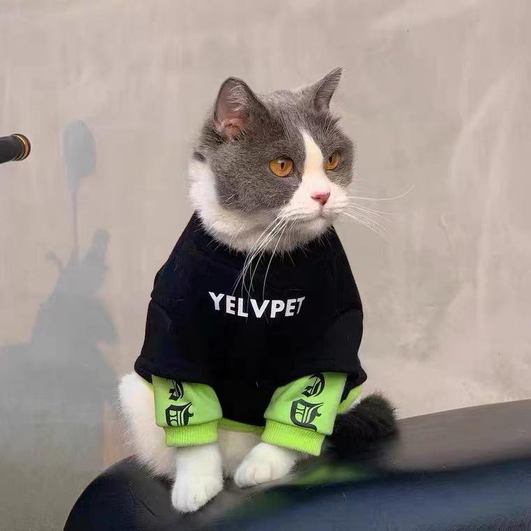 Trendy Fleece-Lined Blue Hoodie for Cats & Small Dogs L
Trendy Fleece-Lined Blue Hoodie for Cats & Small Dogs L