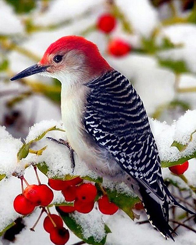 Полная площадь Алмазная вышивка Санта-Клаус Пейзаж Снеговик Картина со стразами Алмазная картина Животное Мозаика Цветок Рукоделие Декор для дома Full Round 20X30CM красный
Полная площадь Алмазная вышивка Санта-Клаус Пейзаж Снеговик Картина со стразами Алмазная картина Животное Мозаика Цветок Рукоделие Декор для дома Full Round 20X30CM красный