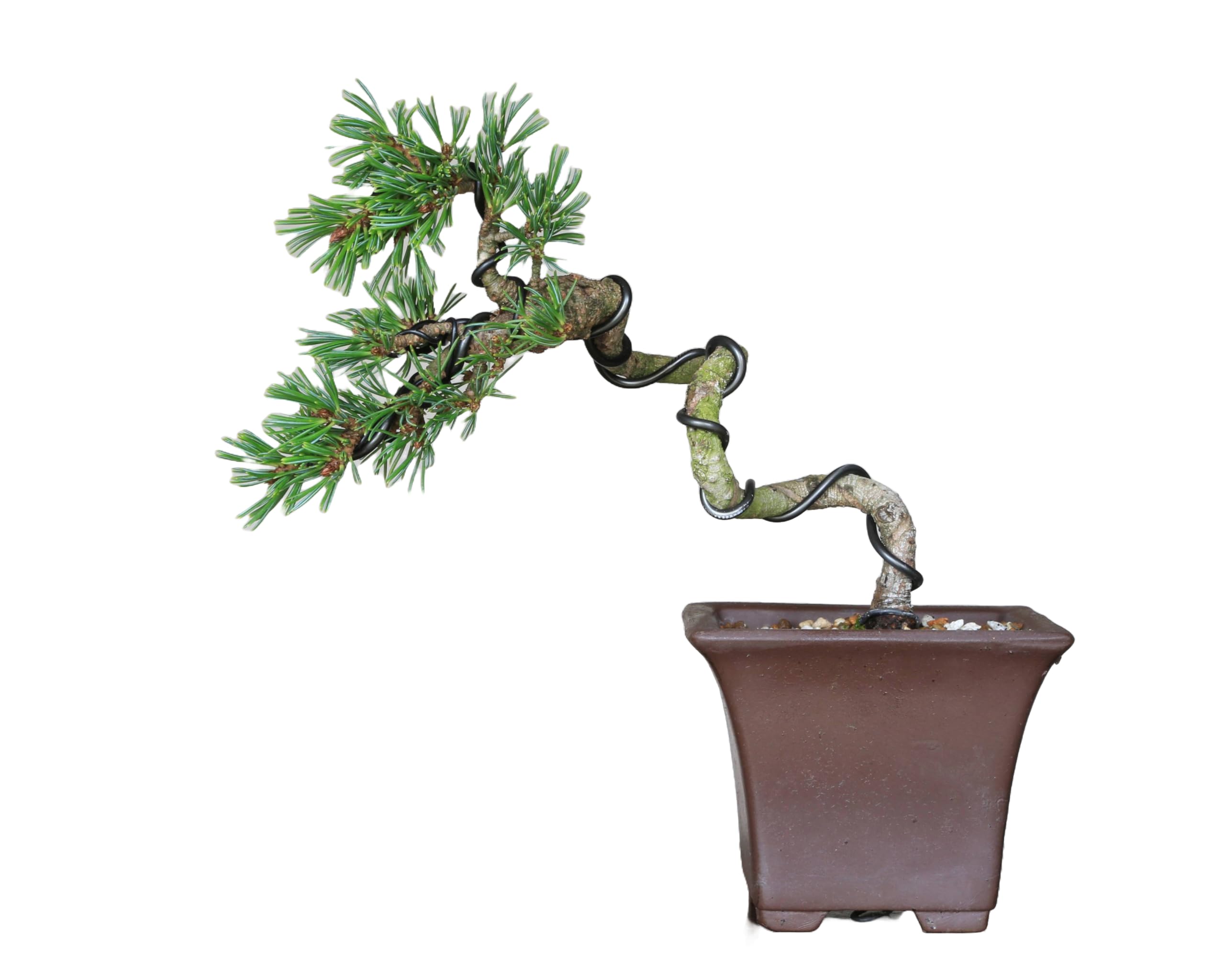 Yabusa Goyomatsu Kokonoe Literary Style Small Bonsai Actual item Grafted Pine Bonsai Goyomatsu Pine Oak Beginner Indoor Appreciation Hobby Tabletop зелений
Yabusa Goyomatsu Kokonoe Literary Style Small Bonsai Actual item Grafted Pine Bonsai Goyomatsu Pine Oak Beginner Indoor Appreciation Hobby Tabletop зелений