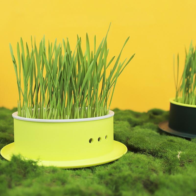 Cat Grass Cup Pet Supplies Cat Snacks Can Grow Гидропонная коробка Cat Snacks Planting Ленивый горшок Pet Supplies не содержит семян
Cat Grass Cup Pet Supplies Cat Snacks Can Grow Гидропонная коробка Cat Snacks Planting Ленивый горшок Pet Supplies не содержит семян
