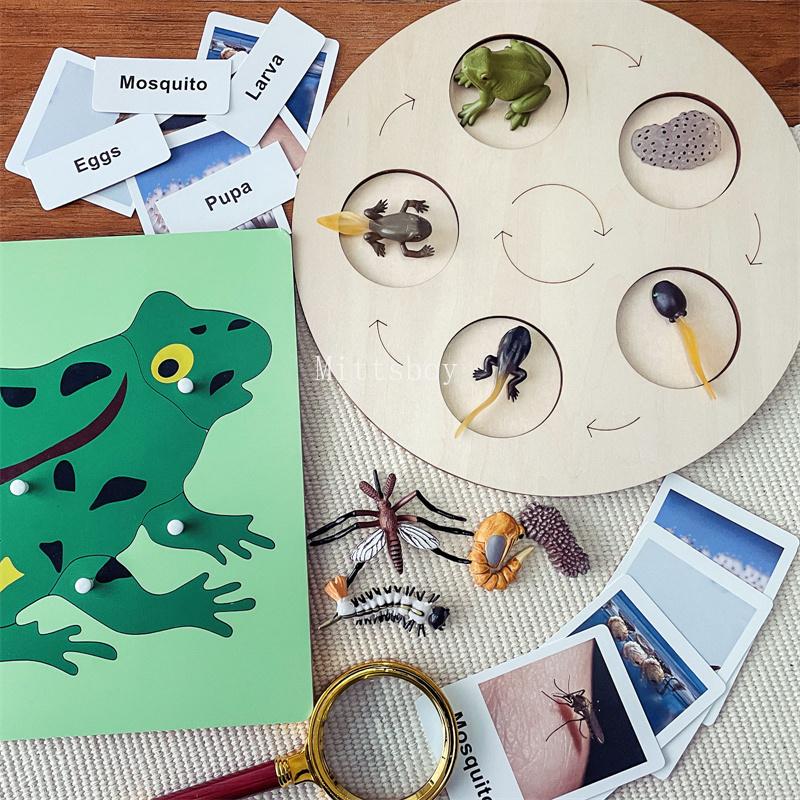 Montessori life cycle le cycle de vie English Placa De Video Frog Butterfly Seeds Cyclus Bij Ant teaching aids Educationals Toys
Montessori life cycle le cycle de vie English Placa De Video Frog Butterfly Seeds Cyclus Bij Ant teaching aids Educationals Toys