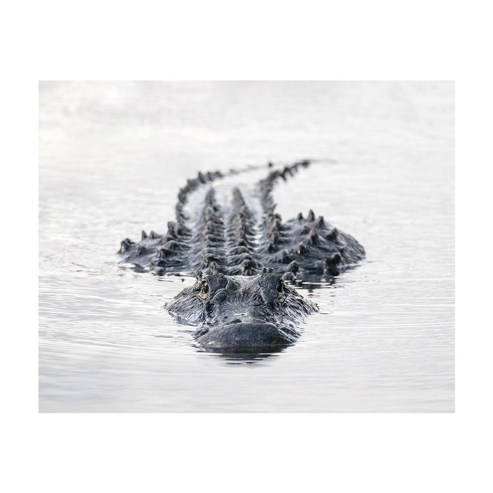 Черно-белое фото аллигатора Эверглейдс, дикая природа, настенное искусство, холст с принтом, постер с животными для подарка, гостиной, домашнего декора, Cuadros 21x30cm No Framed
Черно-белое фото аллигатора Эверглейдс, дикая природа, настенное искусство, холст с принтом, постер с животными для подарка, гостиной, домашнего декора, Cuadros 21x30cm No Framed