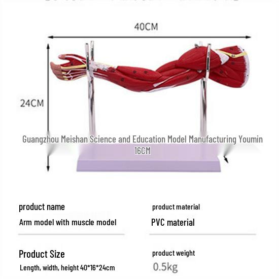 Anatomical Upper Limb Muscle & Vascular Model
Anatomical Upper Limb Muscle & Vascular Model