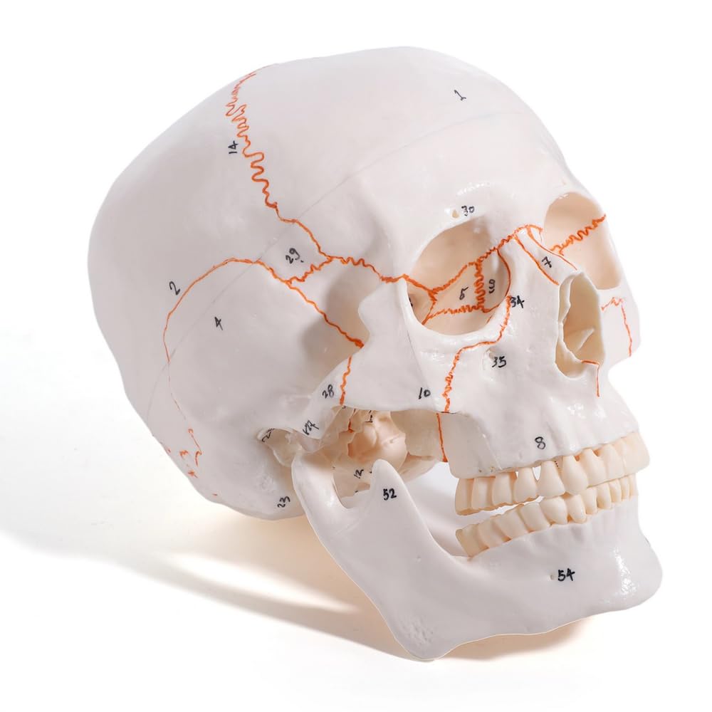 Life-size, ultra-precise skull model with sutures and teeth.
Life-size, ultra-precise skull model with sutures and teeth.