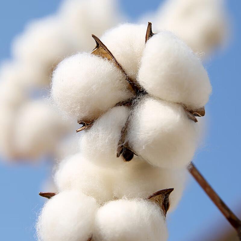 Dohia Natural Xinjiang Cotton Spring/Autumn Quilt
Dohia Natural Xinjiang Cotton Spring/Autumn Quilt