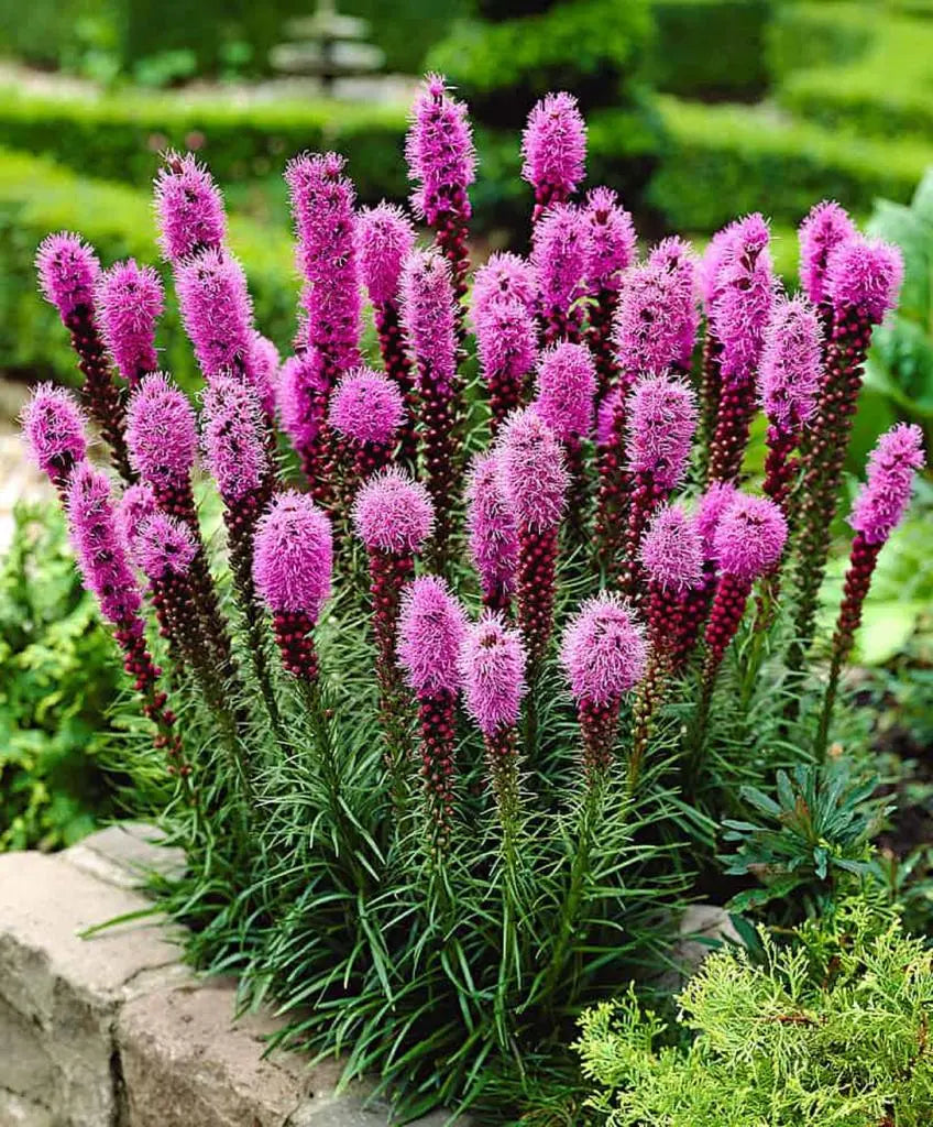 50 канзаських перо насіння (Ліатріс колосиста) Purplish Rose - Permaculture SemiSauvage
50 канзаських перо насіння (Ліатріс колосиста) Purplish Rose - Permaculture SemiSauvage