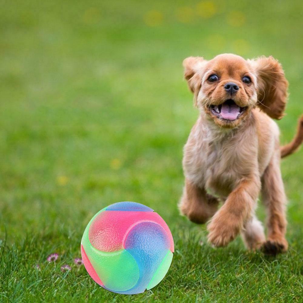 Crazy Light-Up Interactive for Games Flashing Ball Dog Toy Bouncing Ball Chew Toys Pet Supplies
Crazy Light-Up Interactive for Games Flashing Ball Dog Toy Bouncing Ball Chew Toys Pet Supplies