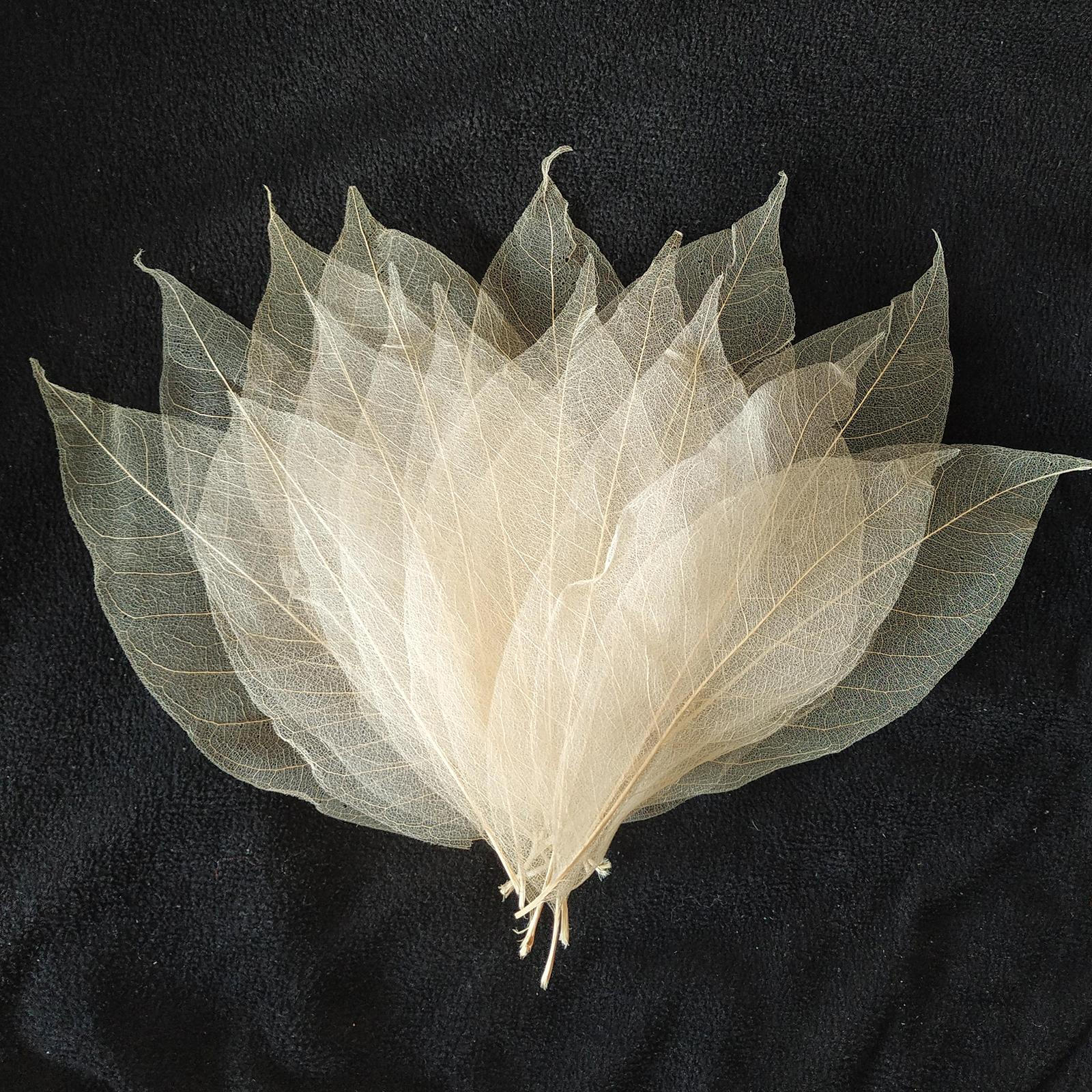 Резиновые разноцветные листья-скелеты для украшения осенних вечеринок своими руками Primary magnolia
Резиновые разноцветные листья-скелеты для украшения осенних вечеринок своими руками Primary magnolia