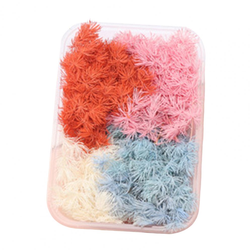 Natural Dried Flower Assortment Home Decoration Natural Dried Pressed Flowers For Handmade Crafts DIY Candles Epoxy Resin Flower
Natural Dried Flower Assortment Home Decoration Natural Dried Pressed Flowers For Handmade Crafts DIY Candles Epoxy Resin Flower