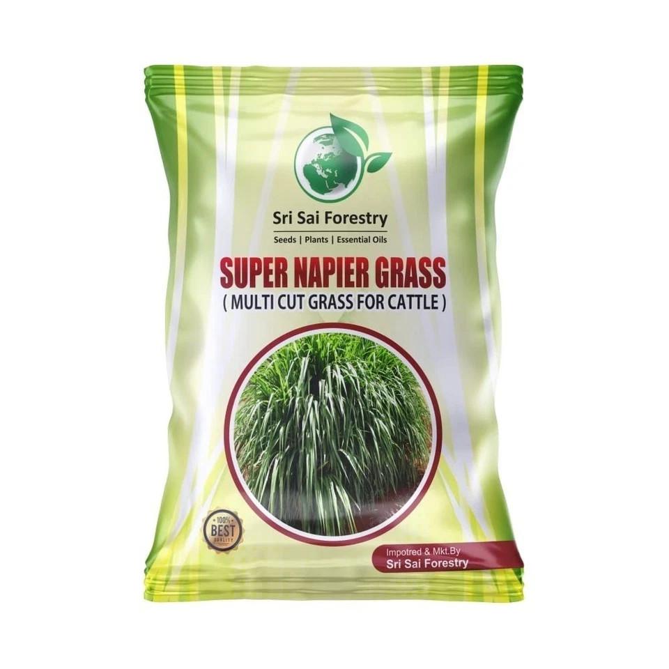 Super Napier Grass Seeds High Yield, Multi Cut Grass for Cow and Goat (100G)
Super Napier Grass Seeds High Yield, Multi Cut Grass for Cow and Goat (100G)