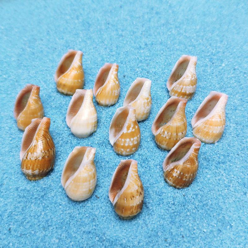 Phoenix Shell Vase: Natural Mini Conch Wishing Bottle for Aquarium Decor 1.5-2.5 cm
Phoenix Shell Vase: Natural Mini Conch Wishing Bottle for Aquarium Decor 1.5-2.5 cm