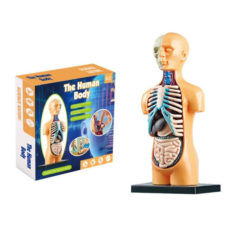 Human Body Torso Model 3D Human Body Model with Removable Part Teaching Aid STEM Toy for Classroom Schools Institutions
Human Body Torso Model 3D Human Body Model with Removable Part Teaching Aid STEM Toy for Classroom Schools Institutions