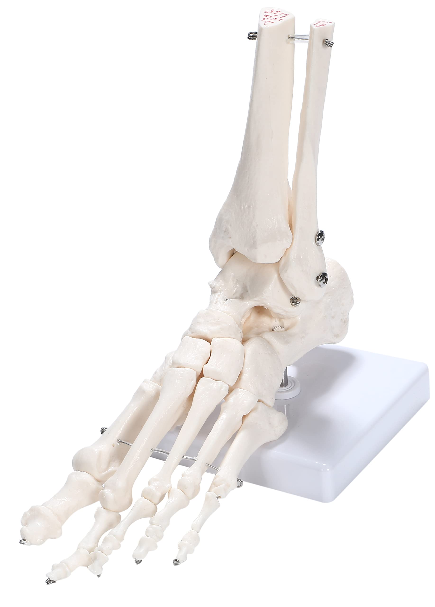 picoLab Foot Skeleton Model, Foot Bone Model, Foot Bone Model, Toes, Left Foot
picoLab Foot Skeleton Model, Foot Bone Model, Foot Bone Model, Toes, Left Foot