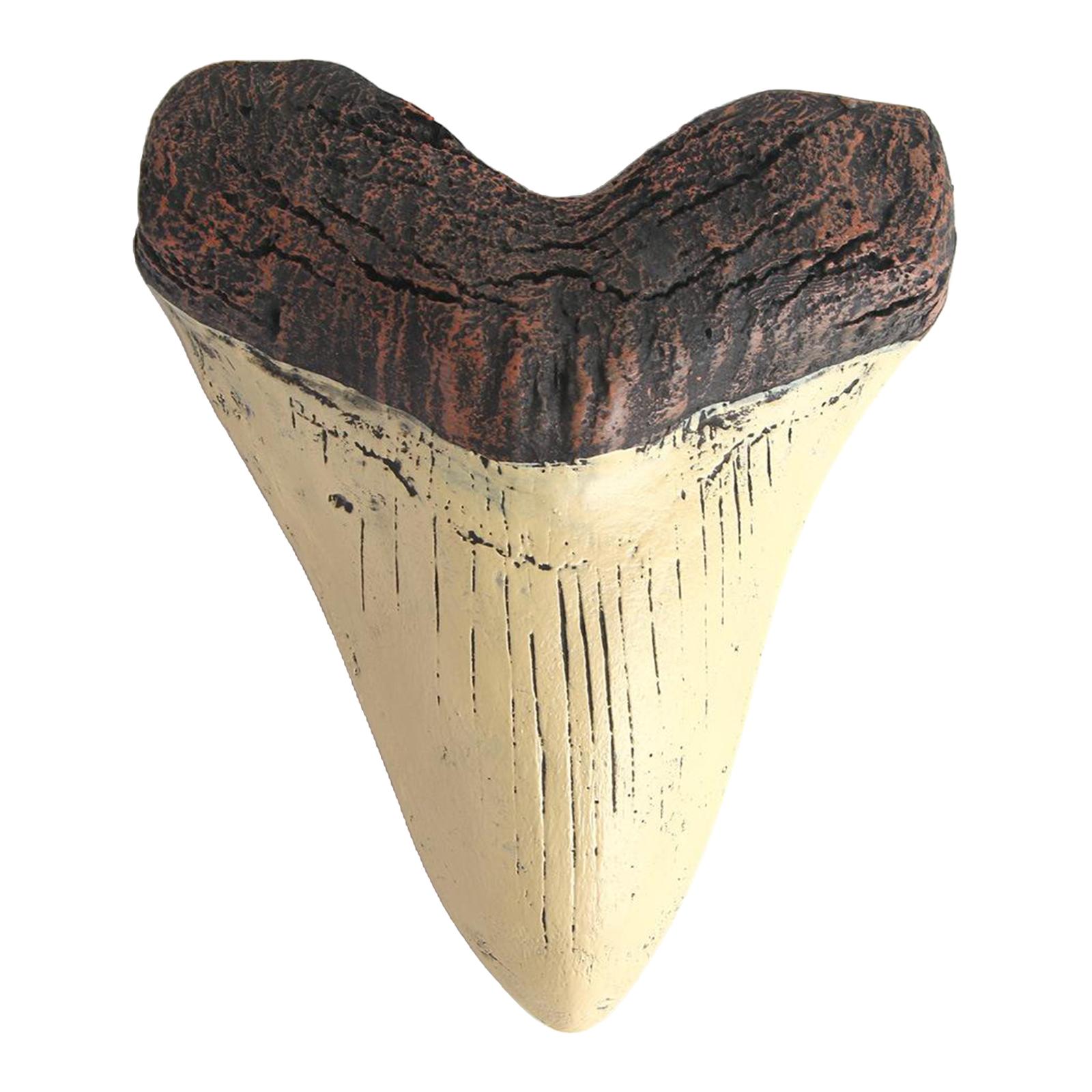 5inch Giant Megalodon Tooth Fossilized Prehistoric Shark Teeth Sculpture Home Decoration Fossil Marine Bology Teaching Props
5inch Giant Megalodon Tooth Fossilized Prehistoric Shark Teeth Sculpture Home Decoration Fossil Marine Bology Teaching Props