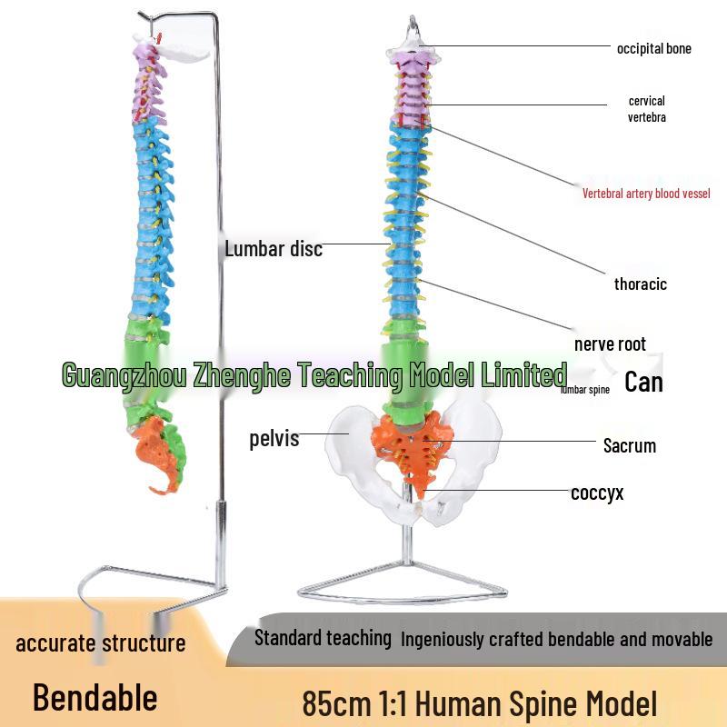 85CM Life-Size Human Spine Model with Pelvis, Coccyx, Lumbar & Cervical Vertebrae for Chiropractic Study.
85CM Life-Size Human Spine Model with Pelvis, Coccyx, Lumbar & Cervical Vertebrae for Chiropractic Study.