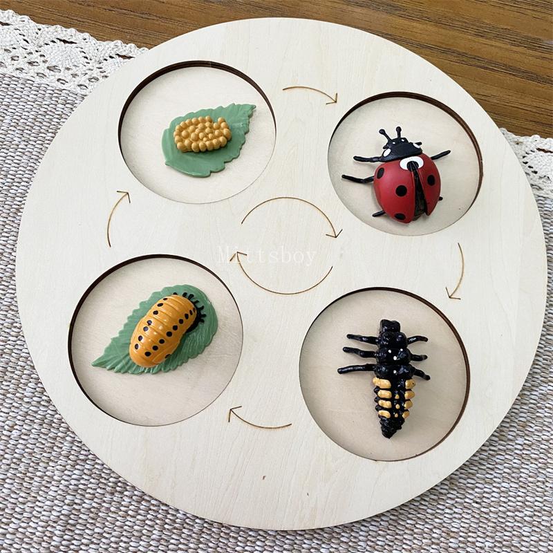 Montessori life cycle le cycle de vie English Placa De Video Frog Butterfly Seeds Cyclus Bij Ant teaching aids Educationals Toys
Montessori life cycle le cycle de vie English Placa De Video Frog Butterfly Seeds Cyclus Bij Ant teaching aids Educationals Toys
